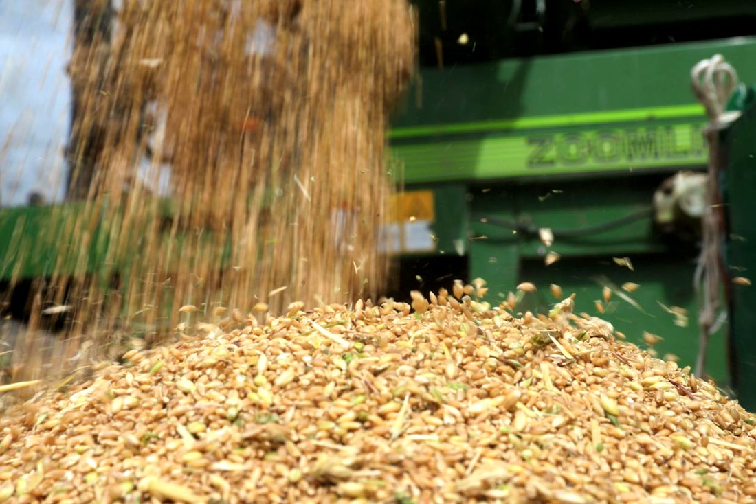 承載著希望的青稞，顆粒歸倉。洛克攝
