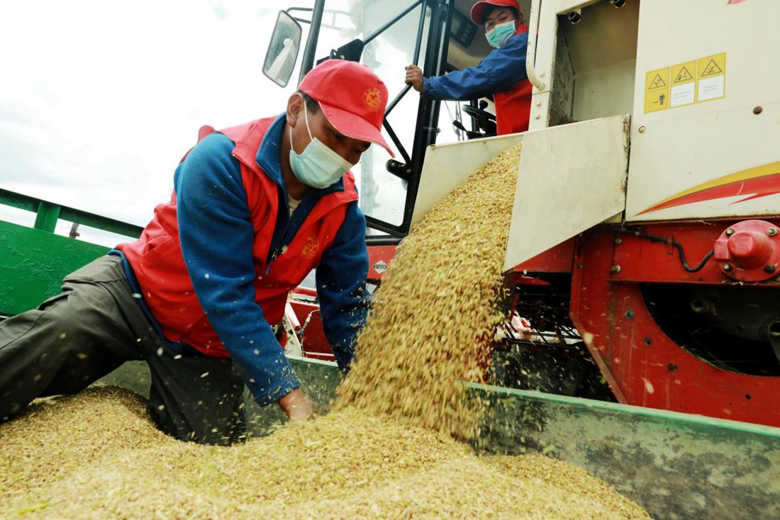 疫情之下，志愿者是田間最美的風(fēng)景。洛克攝
