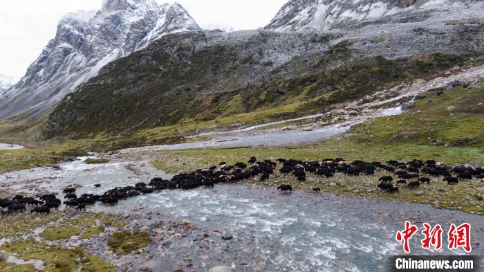 圖為轉場中的牦牛?！÷蹇?攝