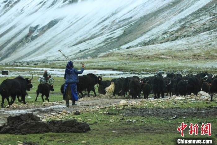 圖為牧民在趕牦牛。　洛克 攝