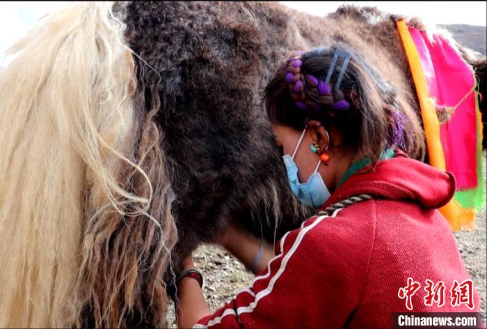 圖為牧民正在擠奶?！∪湛t文聯(lián)供圖