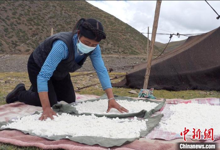 圖為牧民正在制作奶渣?！∪湛t文聯(lián)供圖