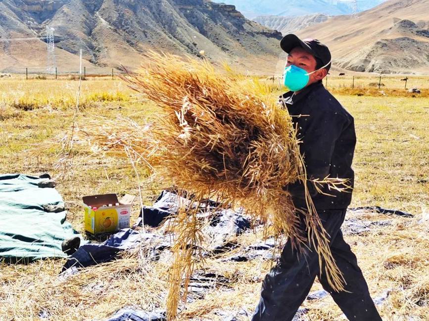 西藏吉?。簬愠两襟w驗(yàn)秋收打場(chǎng)【2】