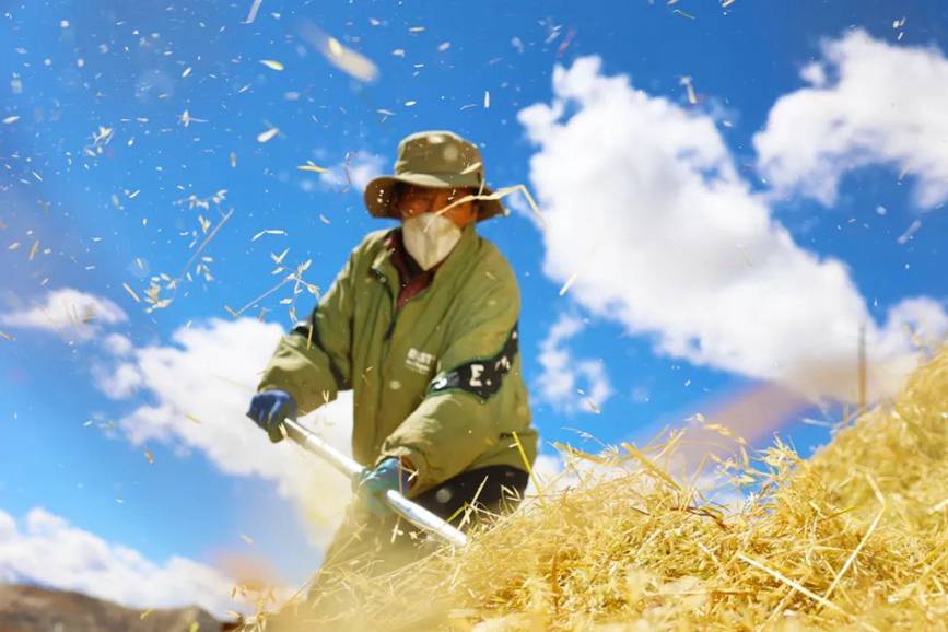 西藏吉?。簬愠两襟w驗(yàn)秋收打場(chǎng)【5】