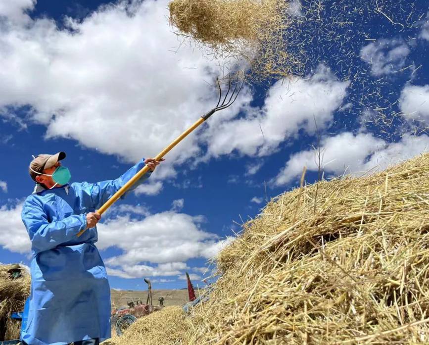 西藏吉?。簬愠两襟w驗(yàn)秋收打場(chǎng)【6】