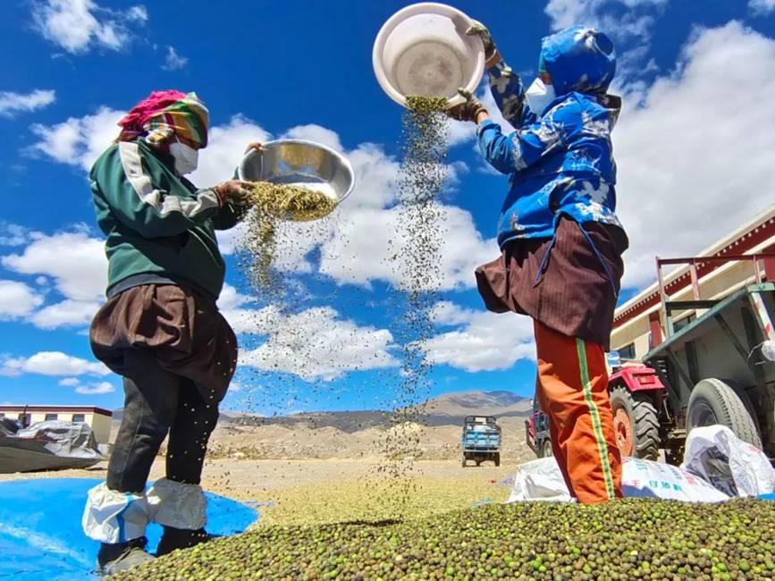 西藏吉?。簬愠两襟w驗(yàn)秋收打場(chǎng)【10】