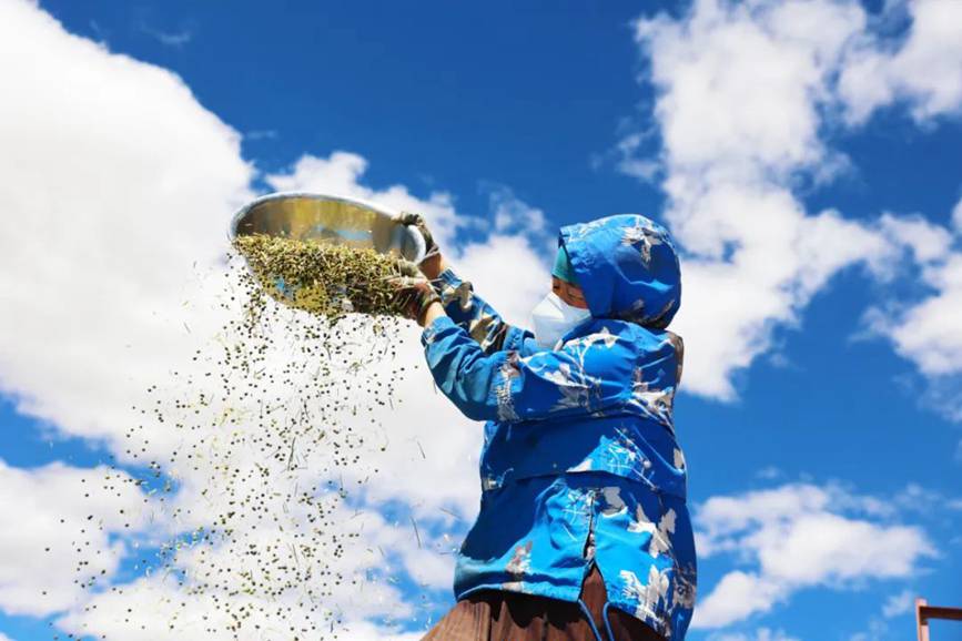 西藏吉?。簬愠两襟w驗(yàn)秋收打場(chǎng)【12】