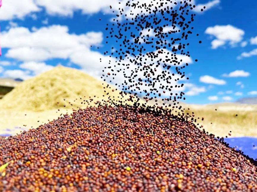 西藏吉?。簬愠两襟w驗(yàn)秋收打場(chǎng)【13】