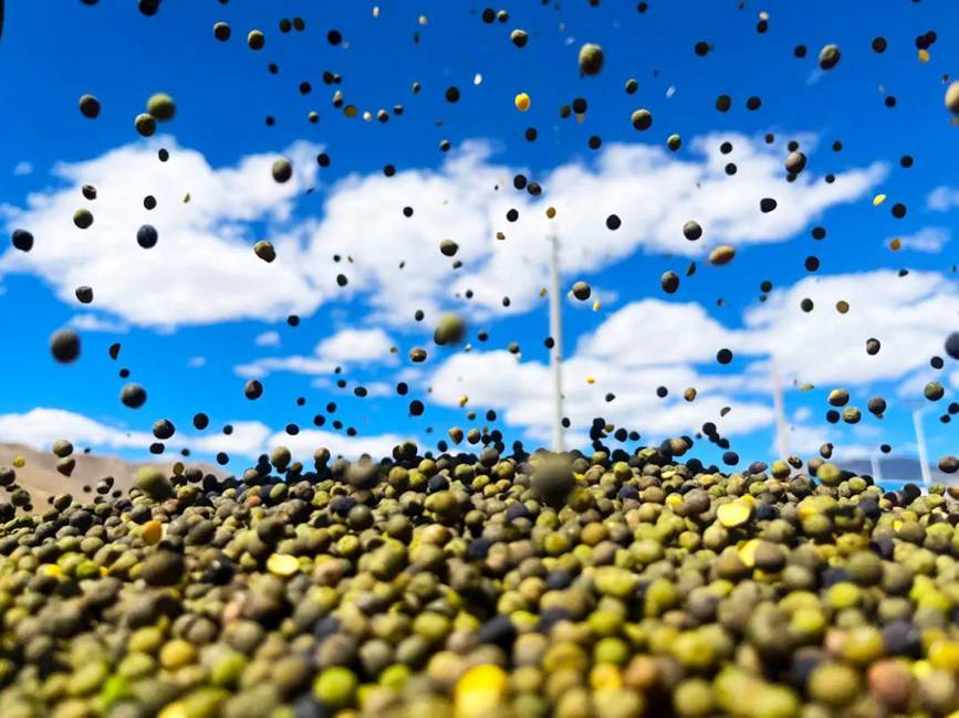 西藏吉?。簬愠两襟w驗(yàn)秋收打場(chǎng)【14】