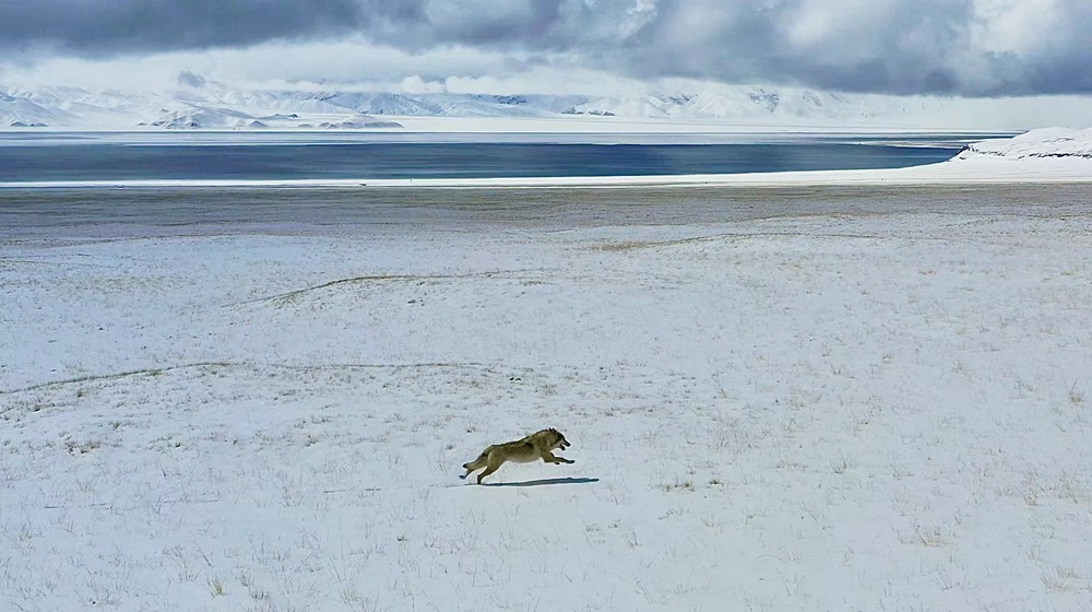 雪地里疾馳的阿里“狼”。