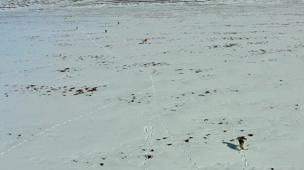 天地一色，狼群在雪地里不斷地向前奔跑。