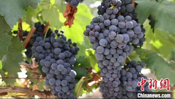 圖為桑日縣種植的葡萄?！∩侥仙Ｈ湛h委宣傳部提供