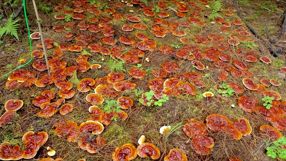 靈芝長(zhǎng)勢(shì)喜人。