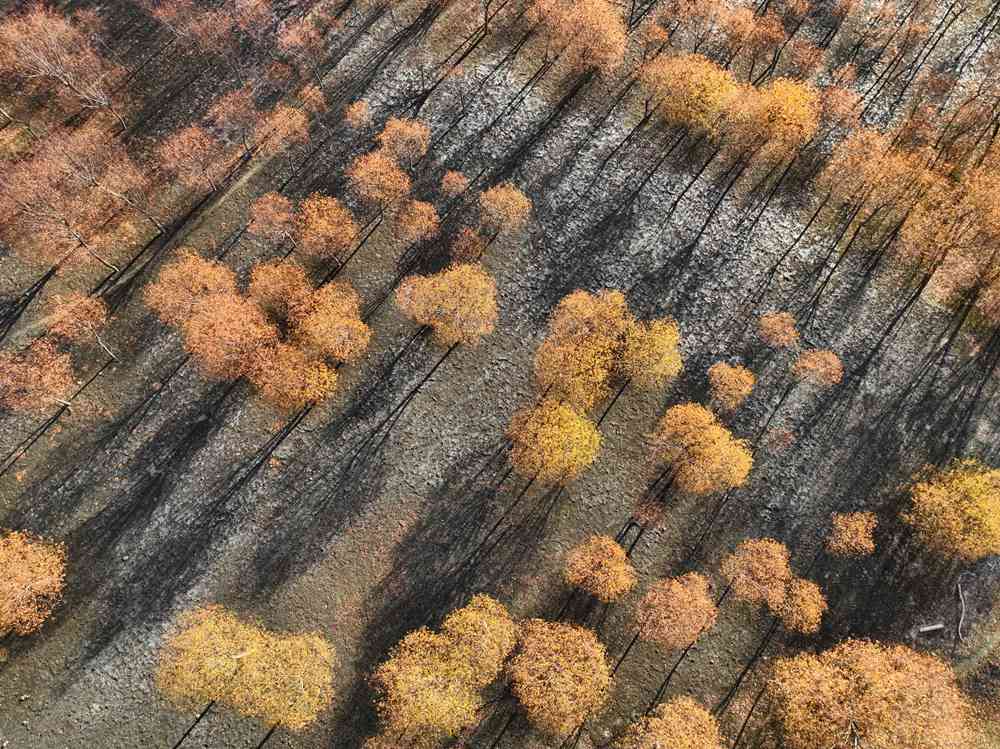 入冬時(shí)節(jié)，雅魯藏布江畔的樹林一片金黃。