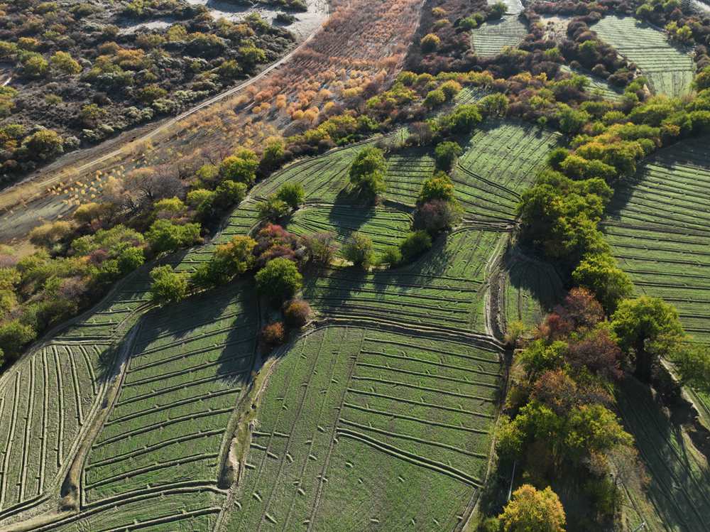 雅魯藏布江畔的高原梯田。