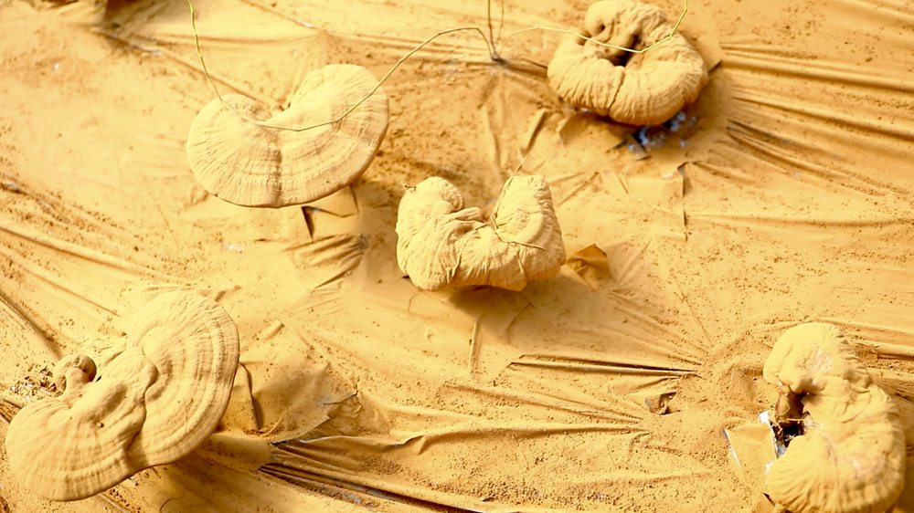 靈芝基地內(nèi)孢子粉布滿塑料膜。