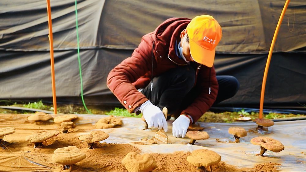 采收靈芝孢子粉。