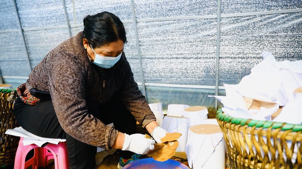 采收靈芝孢子粉。