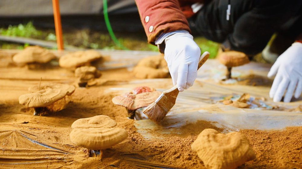 采收靈芝孢子粉。