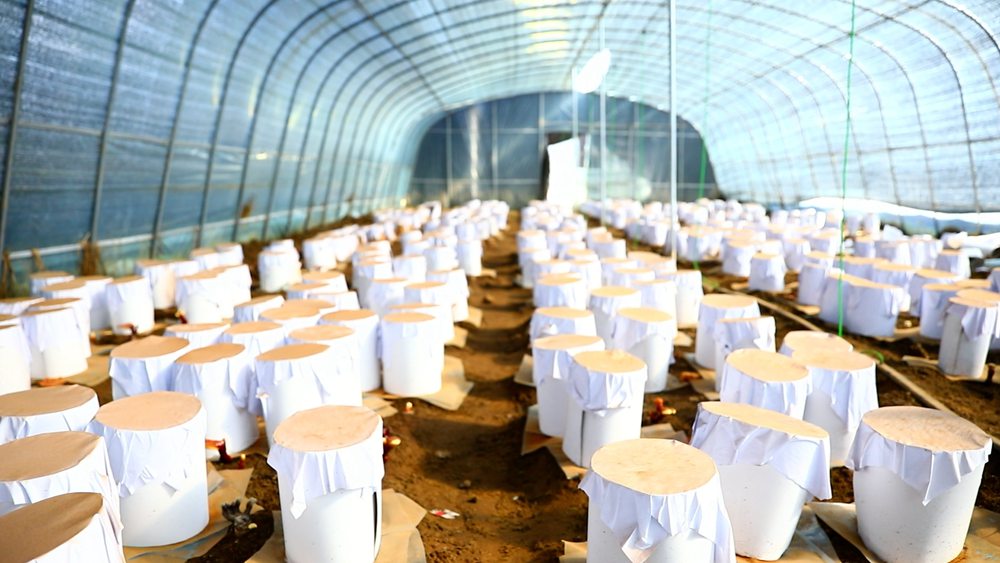 靈芝套袋。