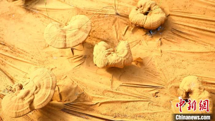 圖為靈芝基地內(nèi)孢子粉布滿(mǎn)塑料膜。　德吉 攝