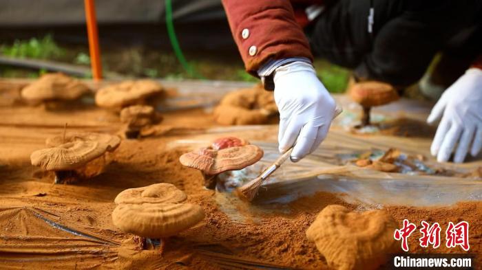 圖為農(nóng)民采收靈芝孢子粉?！〉录?攝