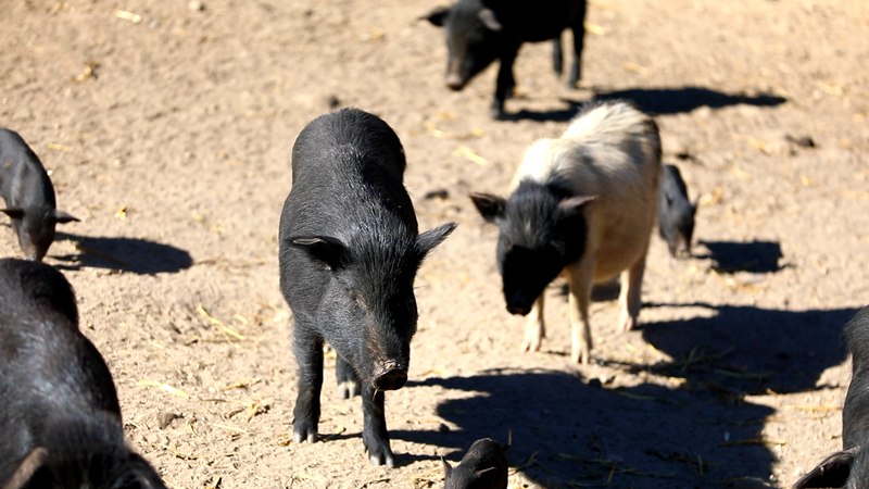 藏香豬在覓食。