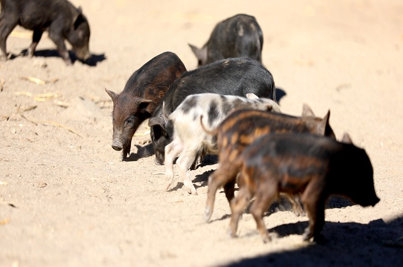 藏香豬在覓食。