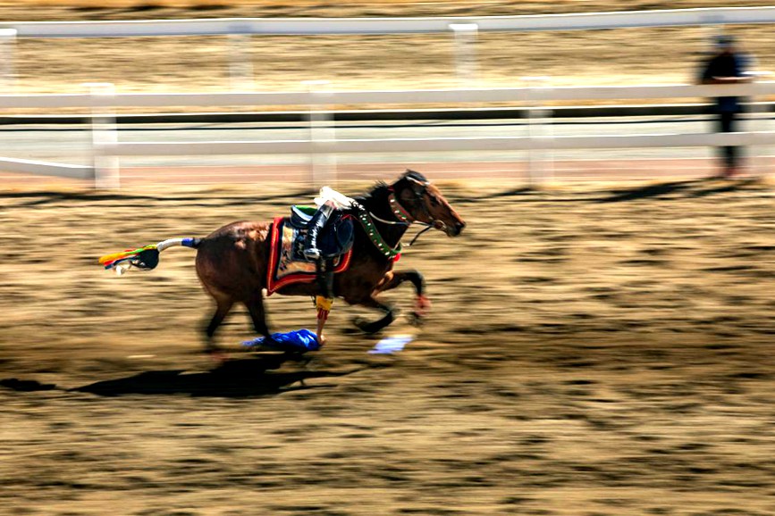 藏歷新年，精彩的馬術表演。張靜攝