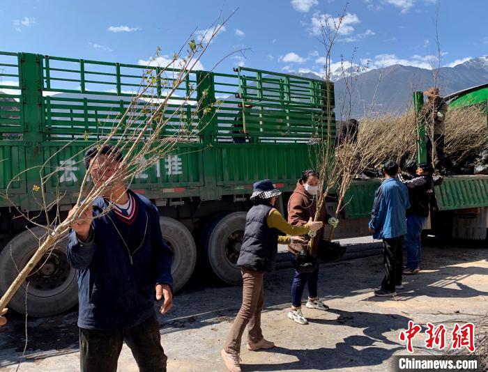 民眾搬運(yùn)苗木?！〔际忻⒖悼h委宣傳部供圖