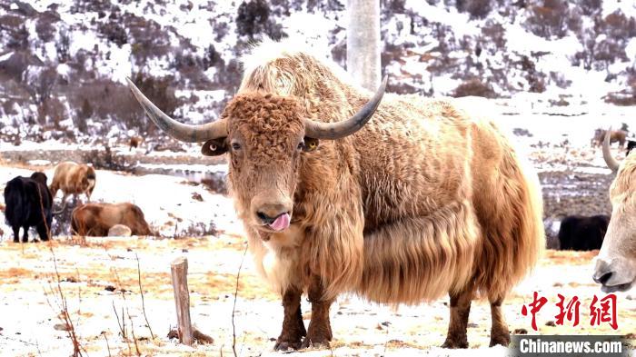 圖為角木那村生態(tài)散養(yǎng)的牦牛?！“蜕Ｇ?　攝