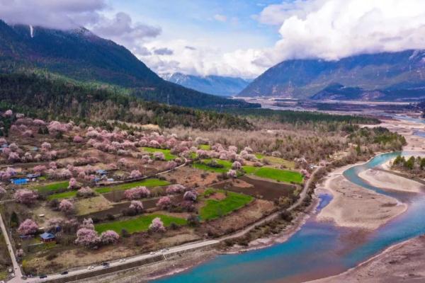 人間桃花源！林芝桃花有多絕？