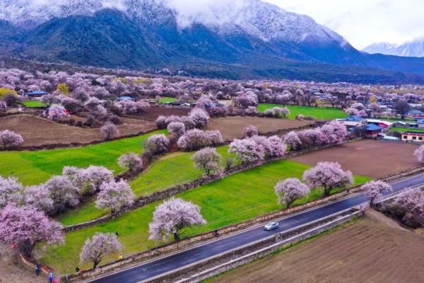 人間桃花源！林芝桃花有多絕？