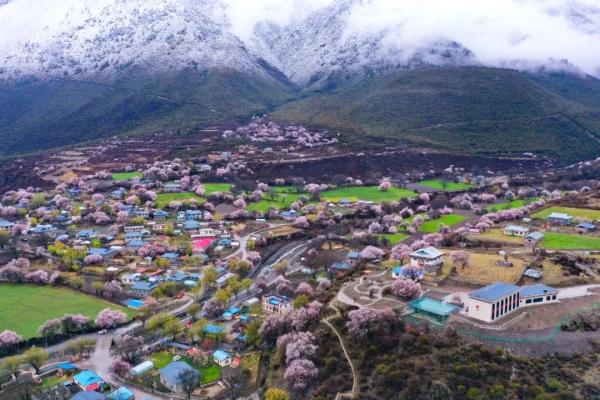 人間桃花源！林芝桃花有多絕？