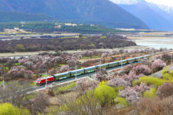 人間桃花源！林芝桃花有多絕？