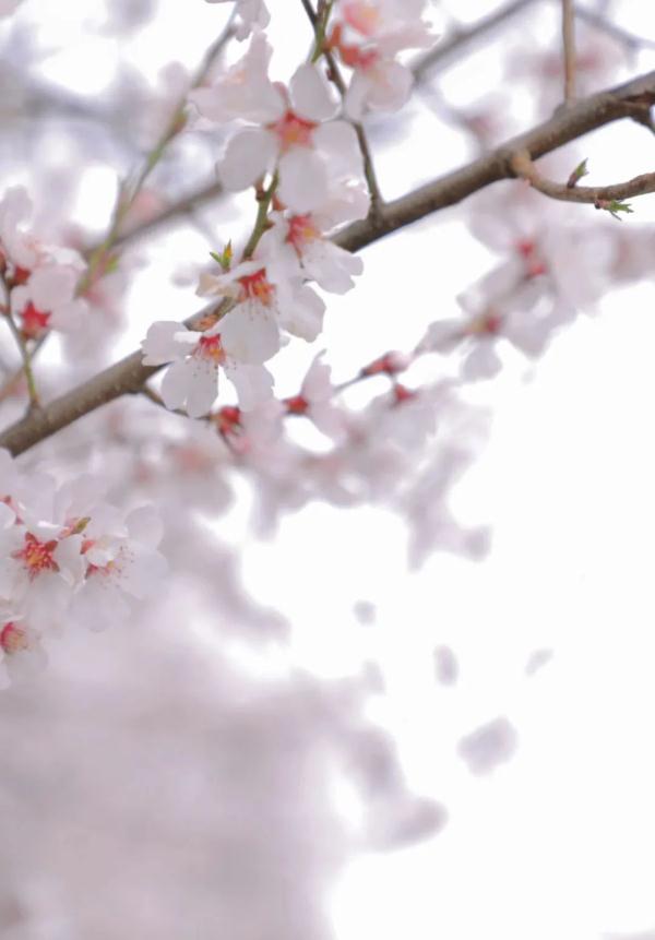 人間桃花源！林芝桃花有多絕？