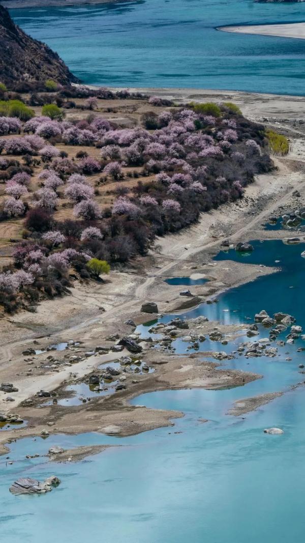 人間桃花源！林芝桃花有多絕？