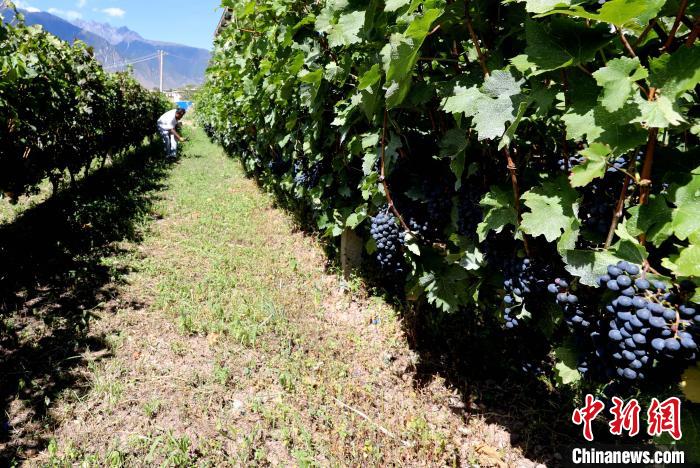 昌都芒康縣依托“兩江流域”干熱河谷地帶地理優(yōu)勢(shì)將康巴蜜橘、蘋果、甜石榴、葡萄、蜜桃等經(jīng)濟(jì)林木種植。　昌都市芒康縣委宣傳部供圖