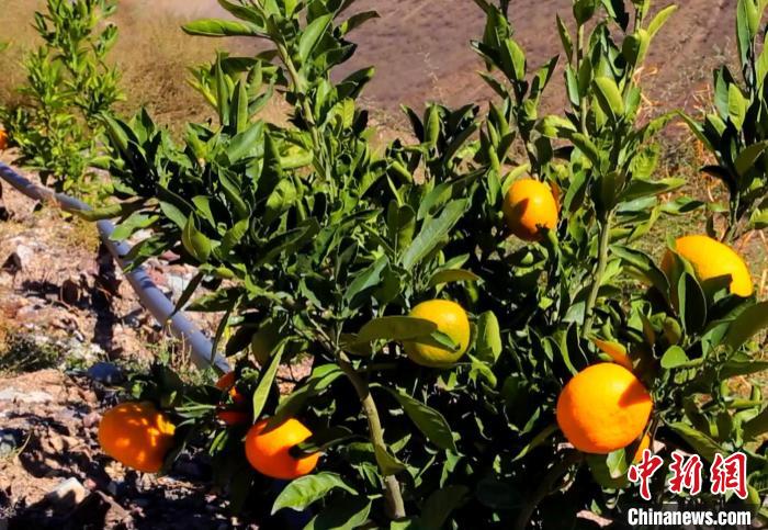 昌都芒康縣依托“兩江流域”干熱河谷地帶地理優(yōu)勢(shì)將康巴蜜橘、蘋果、甜石榴、葡萄、蜜桃等經(jīng)濟(jì)林木種植?！〔际忻⒖悼h委宣傳部供圖