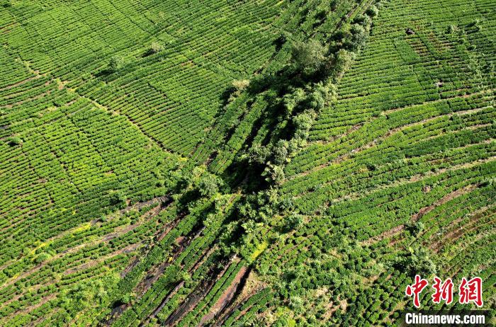 圖為西藏林芝市墨脫縣果果塘大拐彎附近的茶田。(無人機(jī)照片) 李林 攝