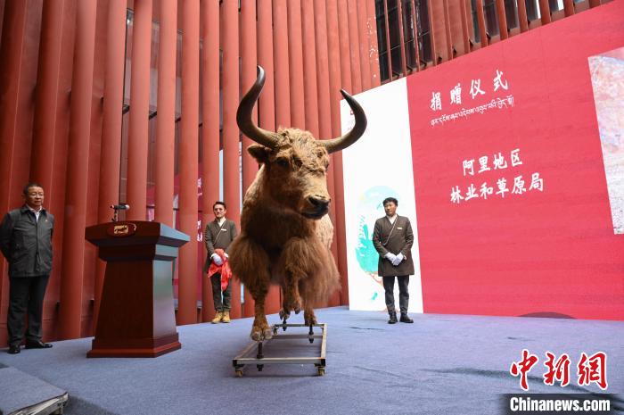 圖為阿里地區(qū)林草局捐贈的金絲野牦牛標(biāo)本。　趙朗 攝