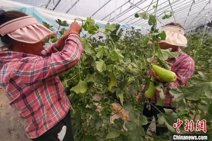 工作人員打理高原溫室大棚?！⒔ㄜ?攝