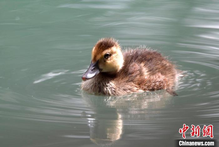圖為6月22日，棲息在拉魯濕地的白眼潛鴨。　李林 攝