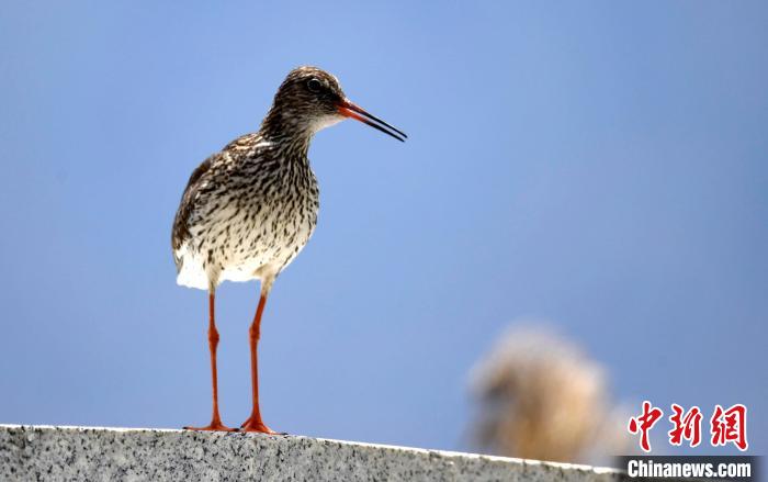 圖為6月22日，棲息在拉魯濕地的紅腳鷸?！±盍?攝