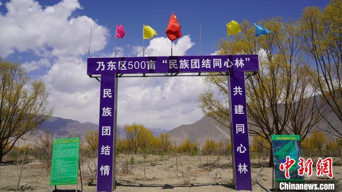 圖為“民族團(tuán)結(jié)同心林”項(xiàng)目。　乃東融媒供圖