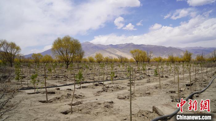 圖為位于乃東區(qū)雅魯藏布江河畔的“民族團(tuán)結(jié)同心林”已初具雛形。　乃東融媒供圖