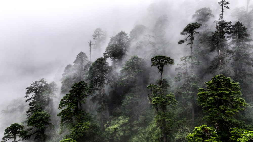 水霧蒸騰，滿目皆綠。張澤坤攝