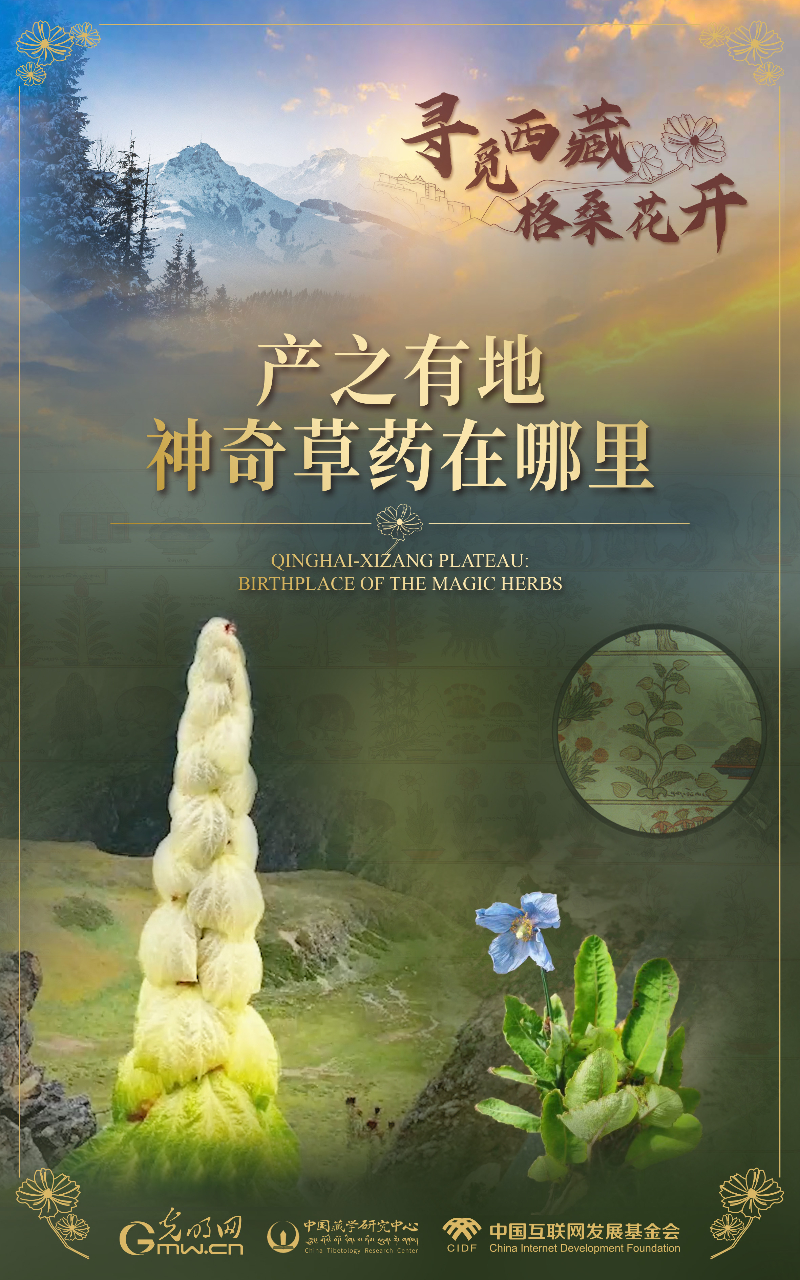 【尋覓西藏·格桑花開(kāi)】產(chǎn)之有地:神奇草藥在哪里