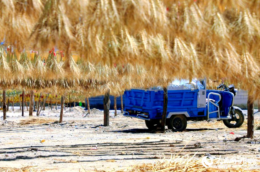 金燦燦的秋天，都是收獲。  人民網(wǎng) 李海霞攝