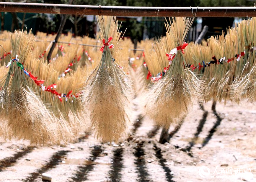 整個(gè)村莊沉浸在收獲的喜悅中。人民網(wǎng) 李海霞攝